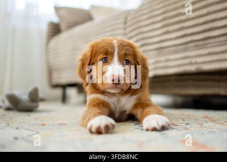 Toller Retriever-Welpe liegt auf dem Wohnzimmerboden Stockfoto