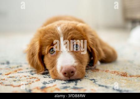 Toller Retriever-Welpe liegt zu Hause auf dem Boden Stockfoto