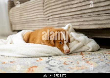 Toller Retriever-Welpe liegt auf einer Decke Stockfoto