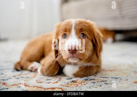 Toller Retriever-Welpe liegt auf einem Teppich im Wohnzimmer Stockfoto
