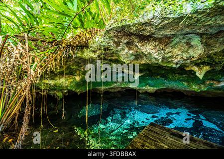 Kristallklares Blauen Loch, umgeben von üppiger tropischer Vegetation und Kalksteinformationen im South Abaco Blue Holes Conservation Area, Bahamas. Stockfoto