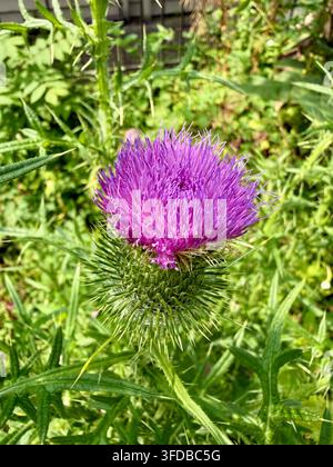 Nahaufnahme einer leuchtend violetten Distelblüte, umgeben von grünem Laub und stacheligen Blättern in einer natürlichen Außenumgebung. Stockfoto