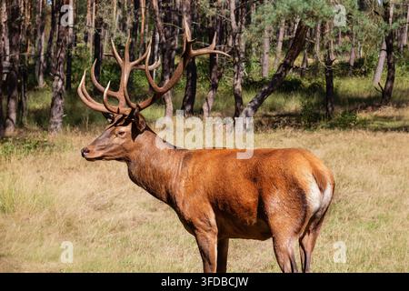 Rothirsch-Hirsch (Cervus elaphus) im Museum en Wildpark het Aardhuis, Gelderland, Niederlande, der auf einer grasbewachsenen Wiese steht Stockfoto
