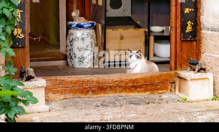 Flauschige blauäugige Katze sitzt in einem traditionellen Durchgang, Altstadt von Lijiang, Yunnan, China Stockfoto