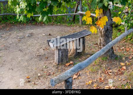 Eine rustikale Holzbank steht neben einem Baum mit gelben Herbstblättern in einem ruhigen Parkbereich. Stockfoto