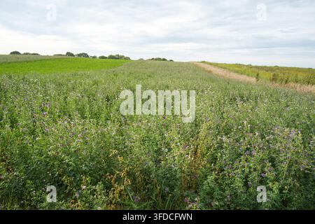 Luzernefeld, Luzernefutter, sanfte Hügel in Limburg, Niederlande. Stockfoto