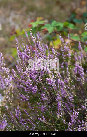 Blühende Gewöhnliche Heide (Calluna vulgaris), auch weit verbreitet als Ling, Niederlande. Stockfoto