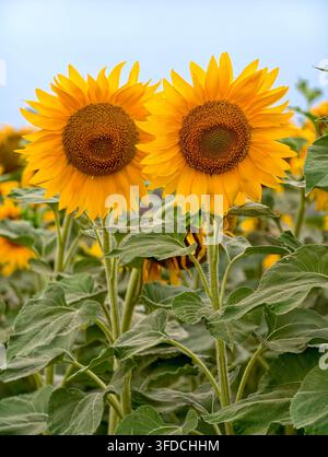 Helle gelbe Sonnenblumenblüten in voller Blüte, fotografiert in einem Sonnenblumenfeld nahe Balassagyarmat, Ungarn Stockfoto