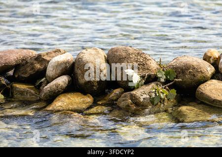 Abgerundete Steine säumen den ruhigen Wasserrand. Das Wasser plätschert sanft gegen glatte, moosbesprenkelte Felsen. Eine einzelne weiße Blume wächst zwischen den Steinen. Natürlicher, ruhiger Strand Stockfoto