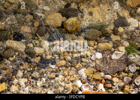 Klares Wasser fließt sanft über glatte Kieselsteine. Muscheln und winzige Steine treiben unter der Oberfläche. Die ruhige Schönheit der Natur ruht in diesem flachen Bach. Pe Stockfoto