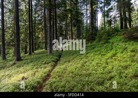 Eine Wanderin geht durch einen magischen alten Fichtenwald mit einem lebendigen grünen Rasen, der von schönem sanftem Morgenlicht beleuchtet wird. Stockfoto