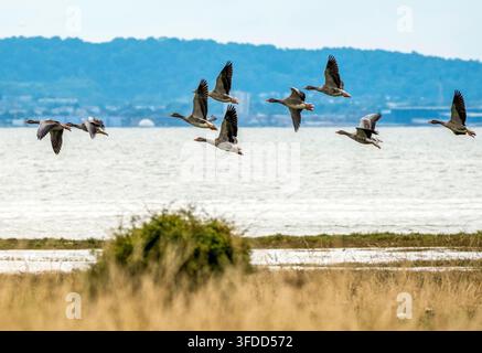 Graugänse im Flug, Aberlady Bay, East Lothian, Schottland Stockfoto