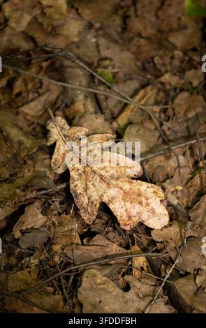 trockenes Eichenblatt auf dem Waldboden in vertikaler Nahaufnahme für Herbst-Natur-Hintergrund oder saisonales Umgebungsdesign Stockfoto