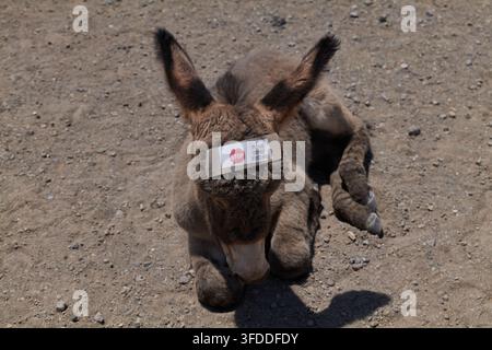 Stopp, bitte füttern Sie mich nicht Stockfoto