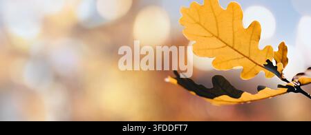 Herbst-Eichenblatt vor Bokeh-Hintergrund - Natürlicher Übergang zur Herbstruhe Stockfoto