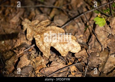 Trockenes gefallenes Eichenblatt auf Waldboden mit braunem Laub und natürlicher Textur Stockfoto