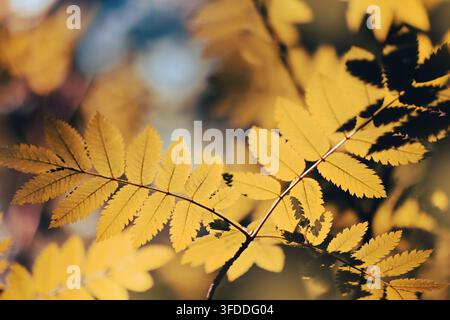Goldene Herbstblätter an einem Ast im warmen Sonnenlicht mit weichem Wald-Bokeh-Hintergrund Stockfoto