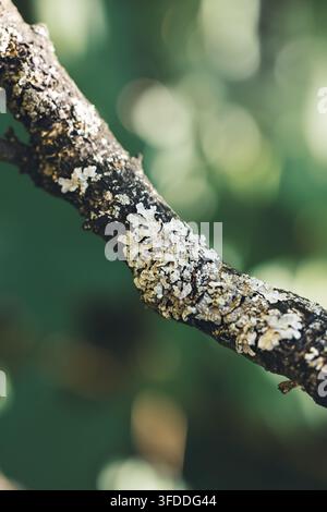 Flechtenwachstum auf einem Ast in einer üppigen Waldumgebung für Natur- und Texturstudien Stockfoto