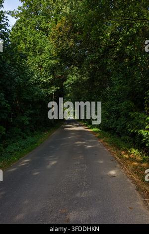 Asphaltstraße, die durch ein dichtes grünes Baumdach verläuft und einen natürlichen Tunnel in Coesfeld, Deutschland, bildet Stockfoto