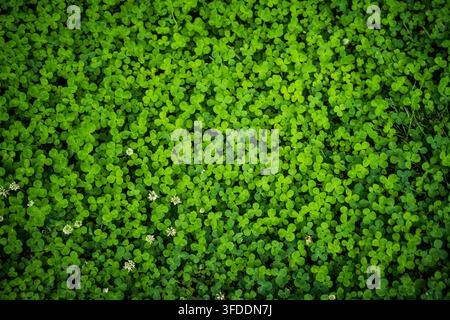 Ein dichter, gleichmäßiger Teppich aus hellgrünen Trifolium repens, oder Weißklee, Pflanzen bedeckt das gesamte Bildfeld und zeigt zahlreiche kleine, kugelförmige Büschel Stockfoto