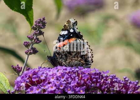 Schwalbenschwanzfalter, der auf einer lila Blumenblüte eines Butterfly-Busches sitzt, im Profil dargestellt mit detaillierten Flügelzeichnungen und Antenne vor einem unscharfen Hintergrund Stockfoto