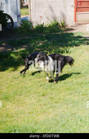 Schwarz-weißer Hund läuft über grünes Gras. Der Hundekamerad rennt mit freudiger Energie daneben. Das Sonnenlicht wirft weiche Schatten auf den lebendigen Rasen. Spiel Stockfoto