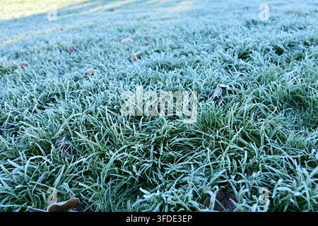 Mit Frost bedeckte Grashalme mit Herbstblättern an einem kalten Morgen Stockfoto
