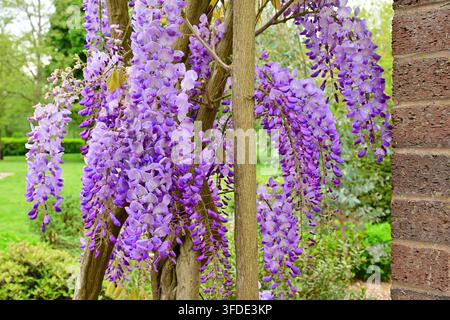 Lila Wisteria-Blüten kaskadieren neben einer Ziegelmauer in einem Frühlingsgarten Stockfoto