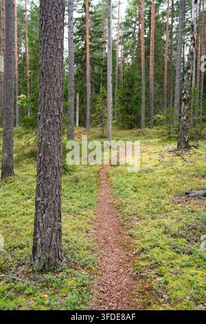 Ruhiger Herbstspaziergang auf einem schmalen Waldweg durch Kiefernwald mit Fichte und Preiselbeere Stockfoto