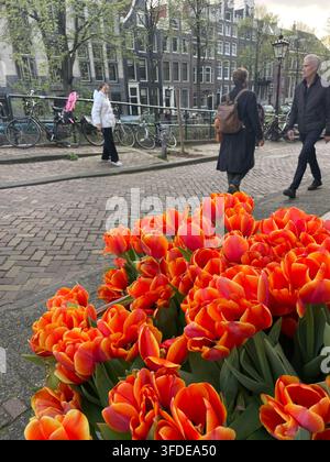 Menschen genießen einen Frühlingstag und spazieren durch die Straßen von Amsterdam zwischen den Pflanzkübeln voller Tulpenblumen Stockfoto