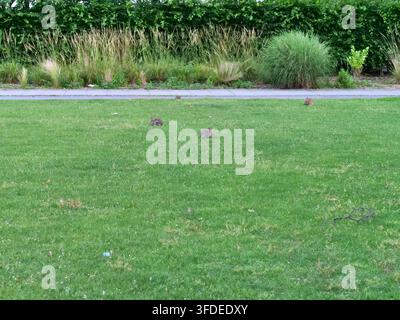 Eine auf Augenhöhe befindliche Mittelaufnahme konzentriert sich auf einige wilde Kaninchen, die auf einem lebendigen grünen Rasen innerhalb eines städtischen Parks grasen. Der Hintergrund zeigt einen hohen, de Stockfoto