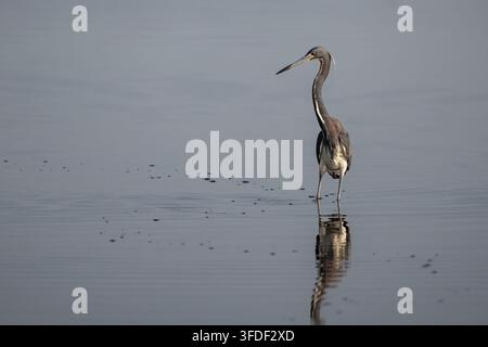 Großer Blauer Reiher breitet seine Flügel aus, während er in ruhigem flachem Wasser mit einer natürlichen Spiegelung steht. Stockfoto
