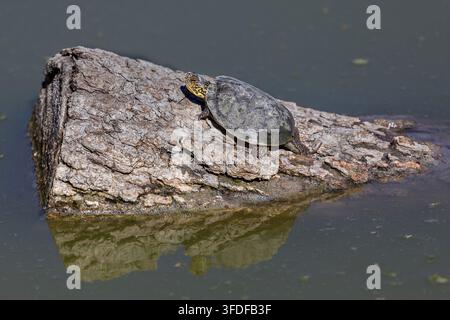 Eine Nordwestliche Teichschildkröte sonnt sich auf einem teilweise versunkenen, verwitterten Baumstamm in ruhigem Wasser. Sunol Regional Wilderness, Kalifornien. Stockfoto