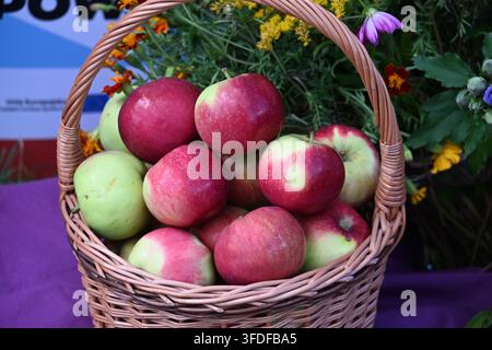Nahaufnahme eines Weidenkorbs gefüllt mit Äpfeln und gelben Pflaumen Stockfoto