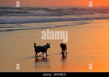 Silhouette von zwei Hunden, die bei Sonnenuntergang auf einem malerischen Sandstrand laufen und spielen Stockfoto