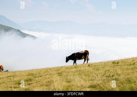 Hausrind, braune Kuh, die auf einem malerischen grasbewachsenen Hügelhang über dichten weißen Wolken grast. Schöne Alpenlandschaft mit nebligen Berggipfeln unter einem klaren Stockfoto