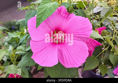 Große rosa Hibiscus-Rosa-Sinensis-Blüte in voller Blüte Stockfoto