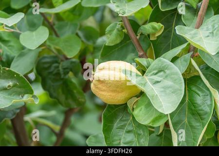 Eine einzelne flauschige gelb-grüne Quitte hängt an einem Ast, umgeben von großen herzförmigen grünen Blättern. Stockfoto
