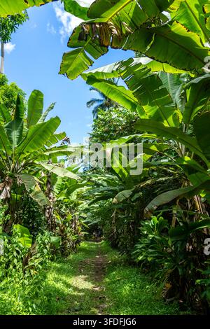 Ein üppiger tropischer Pfad, gesäumt von Bananenbäumen, führt durch die dichte Vegetation des Hakaui-Tals, Nuku Hiva, Marquesas-Inseln, Französisch-Polynesien, am t Stockfoto
