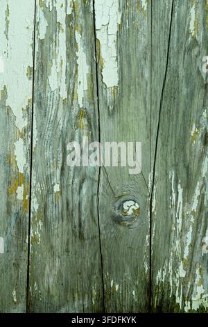 Alte hölzerne vertikale Bretter. Abblätternde weiße Farbe und Anzeichen von Verwitterung durch Wasser und Sonne sind sichtbar. Teilweise mit grünem Schimmel bedeckt. Stockfoto
