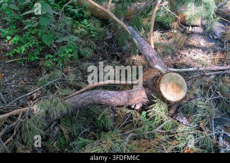 Ein abgeschnittener Nadelbaumstamm mit Ästen auf dem Gras in einem Wald. Die Wachstumsringe sind auf dem Schnitt sichtbar. Stockfoto