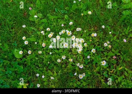 Eine Ansicht von oben über ein Büschel weißer Blumen mit gelben Mittelpunkten auf hellem grünem Gras. Gänseblümchen, Bellis perennis Stockfoto