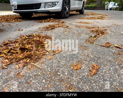 Gefallene Herbstblätter auf der Straße schaffen eine Rutschgefahr – Straßensicherheit und saisonales Risiko Stockfoto