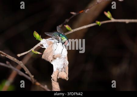 Makrofotografie einer grünen Schmeißfliege (Lucilia sericata), die auf einer Samenkapsel sitzt. Das Bild betont die metallische Färbung, die komplexe Anatomie und die E Stockfoto