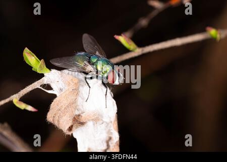Makrofotografie einer grünen Schmeißfliege (Lucilia sericata), die auf einer Samenkapsel sitzt. Das Bild betont die metallische Färbung, die komplexe Anatomie und die E Stockfoto