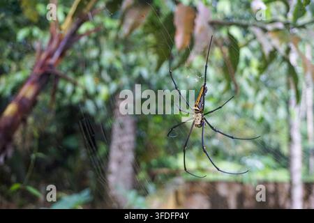 Makroaufnahme einer Goldseiden-Radnetzspinne in ihrem kunstvollen Netz in einem üppigen Garten. Detaillierte Naturfotografie, die Nephila in einer tropischen Umgebung zeigt Stockfoto