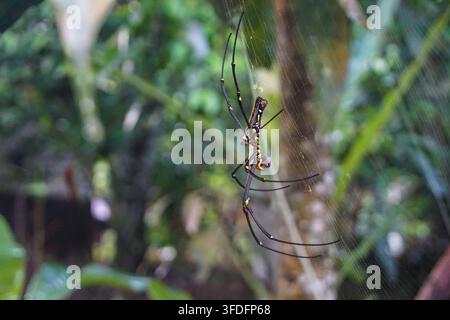 Makro einer Riesenholzspinne im Netz. Hintergrund aus dem tropischen Wald. Ideal für Natur- und Wildtier-Motive. Stockfoto