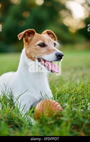 Jack-Russell-Terrier liegt mit herausgestreckter Zunge und einem Gummiball in der Nähe auf dem Rasen. Hund ruht sich nach dem Spielen im Freien an einem Sommertag aus. Stockfoto