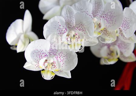 Nahaufnahme von weißen Orchideenblüten mit lila Sprenkeln in hellem weißem Licht auf schwarzem Hintergrund. Stockfoto