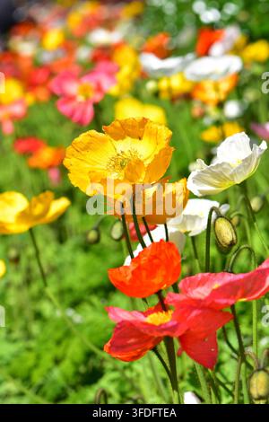 Lebendiger Fleck aus Islandmohn (Papaver nudicaule) mit zarten, papierartigen Blütenblättern in hellen Tönen von Gelb, Orange, Weiß und Rot. Stockfoto
